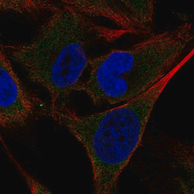 Anti-SHC4 antibody produced in rabbit