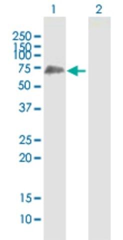 Anti-SHC3 antibody produced in mouse