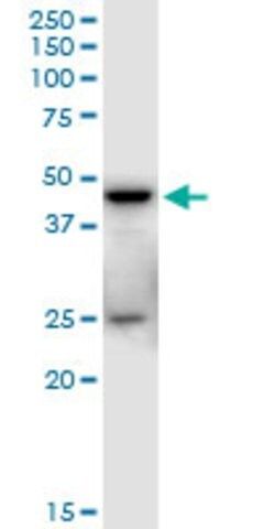 Anti-SHARPIN antibody produced in mouse