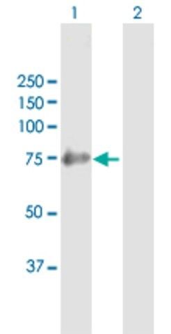 Anti-SHC4 antibody produced in mouse