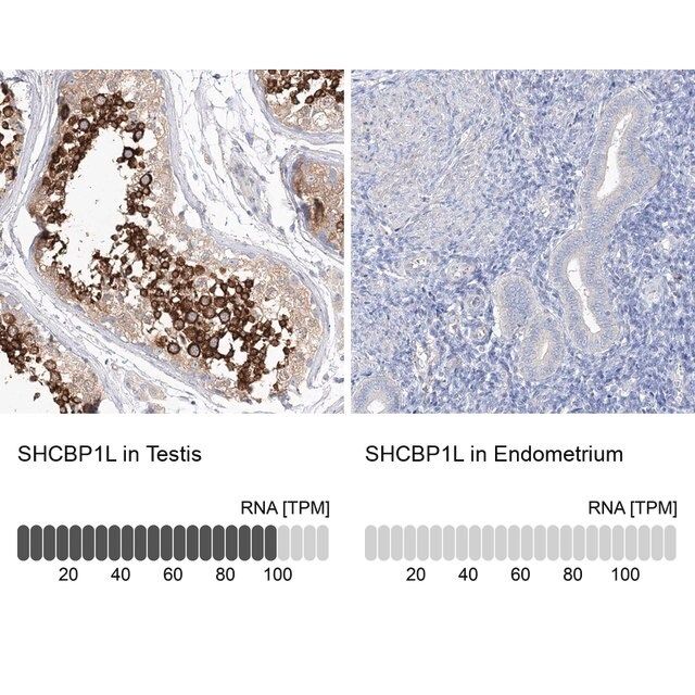 Anti-SHCBP1L antibody produced in rabbit