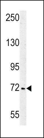 ANTI-SHCBP1(C-TERMINAL) antibody produced in rabbit