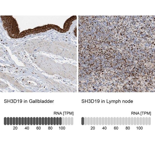 Anti-SH3D19 antibody produced in rabbit