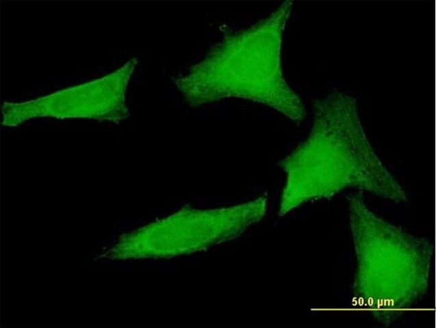 Anti-SGTA antibody produced in mouse