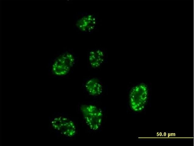 Anti-SH2D3A antibody produced in mouse