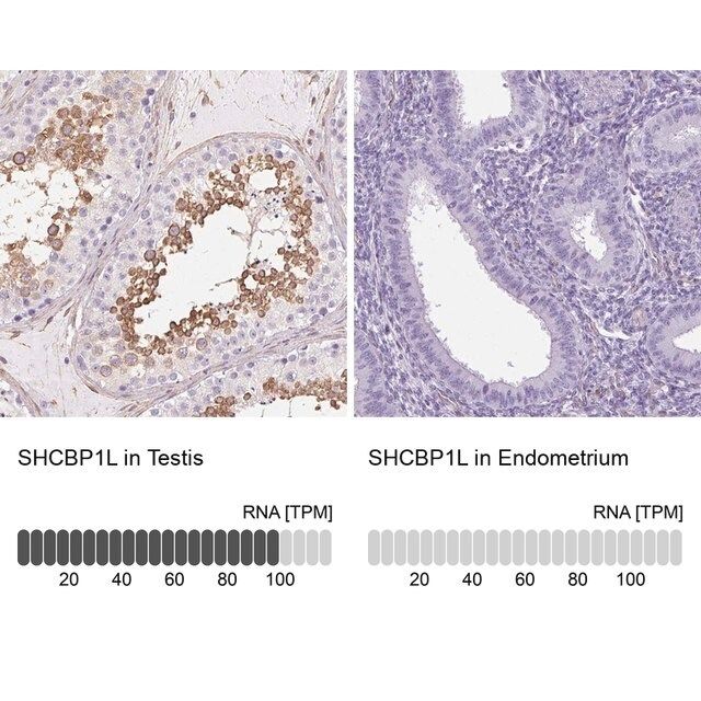 Anti-SHCBP1L antibody produced in rabbit