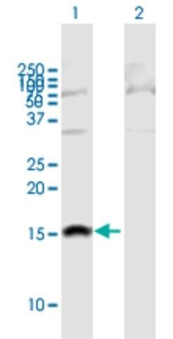 Anti-SH2D1B antibody produced in mouse