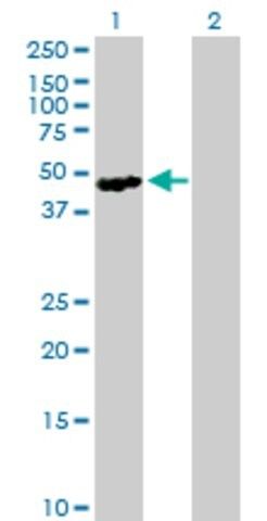 Anti-SH2D2A antibody produced in mouse