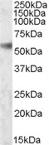 Anti-SH2D4A antibody produced in goat