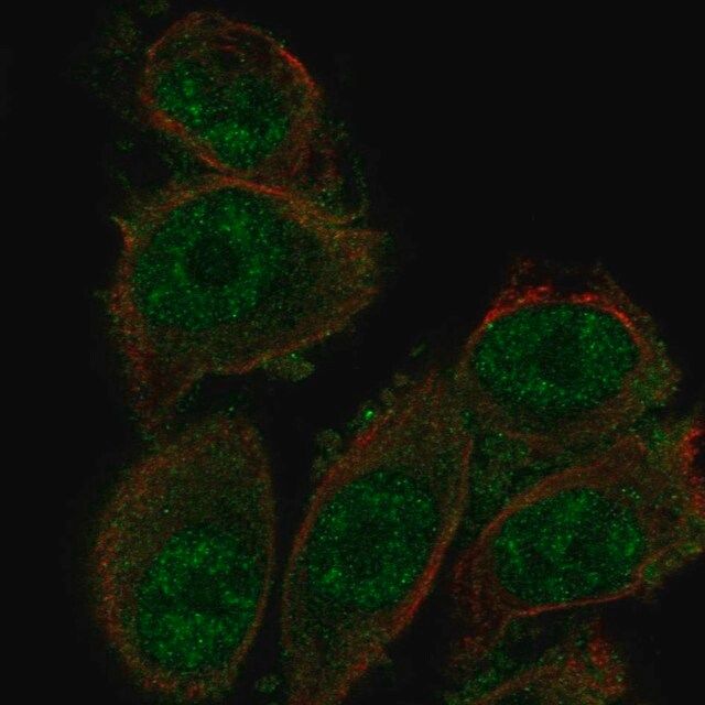 Anti-SH3D19 antibody produced in rabbit