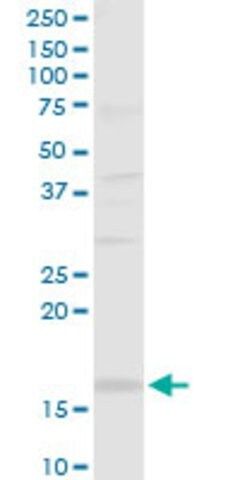 Anti-SH2D1B antibody produced in rabbit