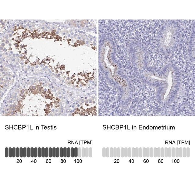 Anti-SHCBP1L antibody produced in rabbit