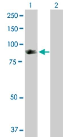 Anti-SH2D3C antibody produced in rabbit