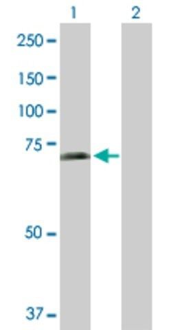 Anti-SHC3 antibody produced in rabbit