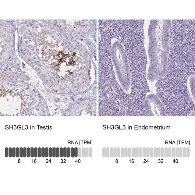 Anti-SH3GL3 antibody produced in rabbit