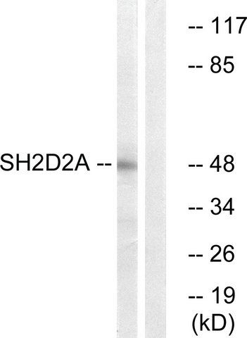 Anti-SH2D2A antibody produced in rabbit