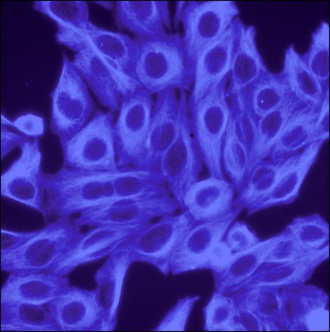 Anti-Sheep IgG (H+L), highly cross-adsorbed, CF<sup>TM</sup> 350 antibody produced in donkey