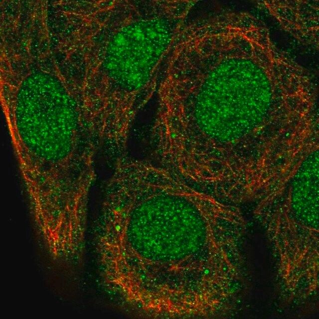 Anti-SH3D21 antibody produced in rabbit