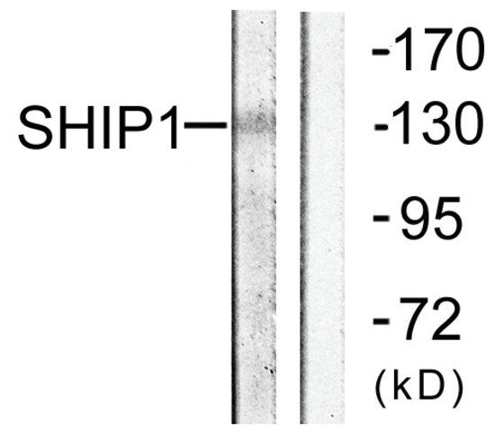 Anti-SHIP1 antibody produced in rabbit