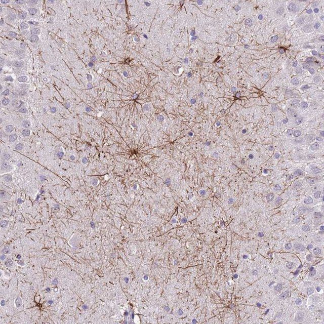 Anti-SHCBP1 antibody produced in rabbit