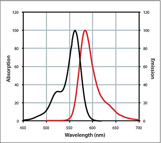 Anti-Sheep IgG (H+L), highly cross-adsorbed, CF<sup>TM</sup> 568 antibody produced in donkey