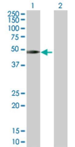 Anti-SH2D2A antibody produced in rabbit