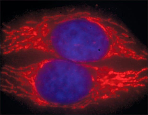 Anti-Sheep IgG (H+L), highly cross-adsorbed, CF<sup>TM</sup> 594 antibody produced in rabbit