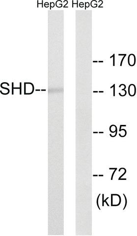 Anti-SHD antibody produced in rabbit