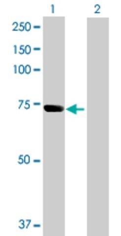 Anti-SH3PX3 antibody produced in mouse