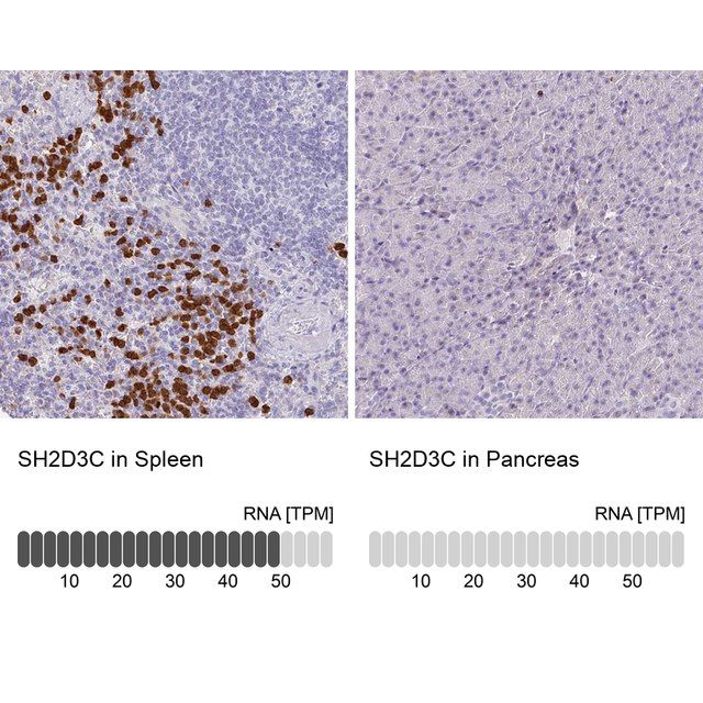 Anti-SH2D3C antibody produced in rabbit