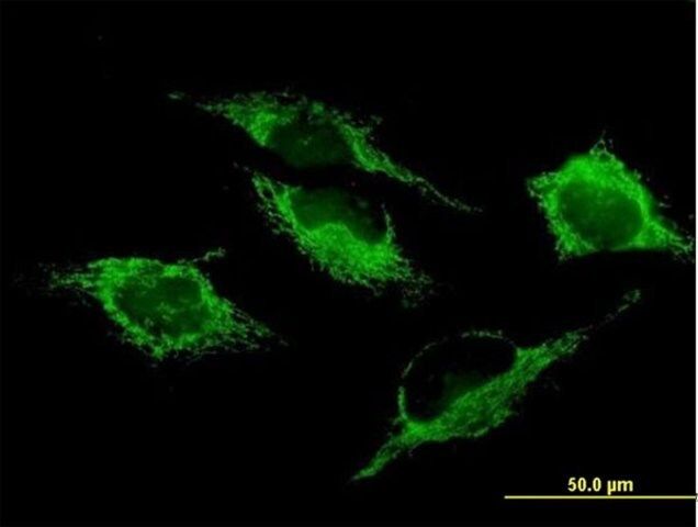 Anti-SHMT2 antibody produced in mouse