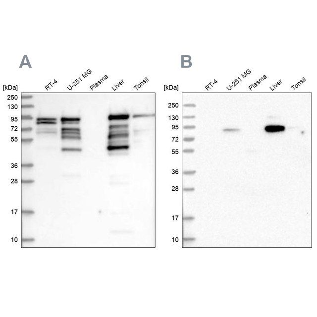 Anti-SHTN1 antibody produced in rabbit