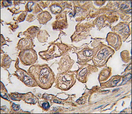 Anti-SIGLEC11 (C-term) antibody produced in rabbit