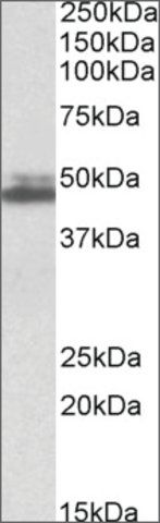 Anti-SH3GL1 antibody produced in goat