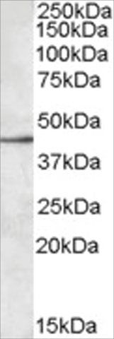 Anti-SIGLEC8 antibody produced in goat