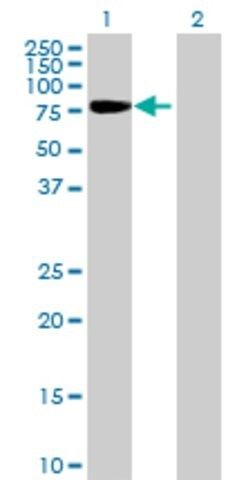 Anti-SH2D3C antibody produced in mouse