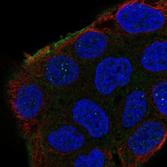 Anti-SHROOM2 antibody produced in rabbit