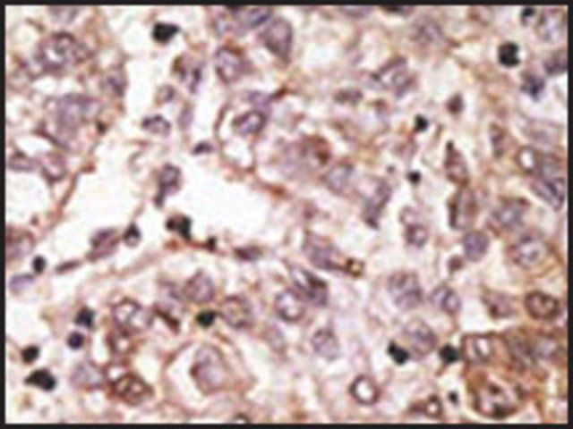 Anti-SIGLEC1 (C-term) antibody produced in rabbit