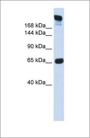 Anti-SI antibody produced in rabbit