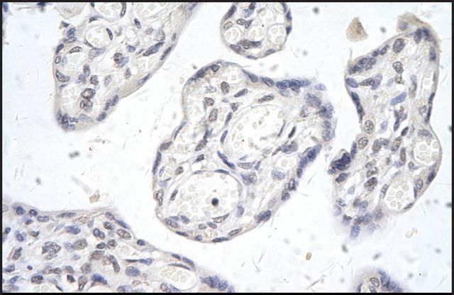 Anti-SIDT2 antibody produced in rabbit