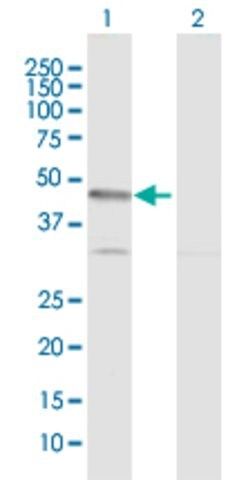 Anti-SHPK antibody produced in rabbit