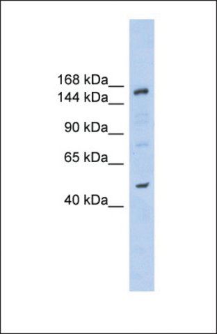 Anti-SHPRH, (N-terminal) antibody produced in rabbit