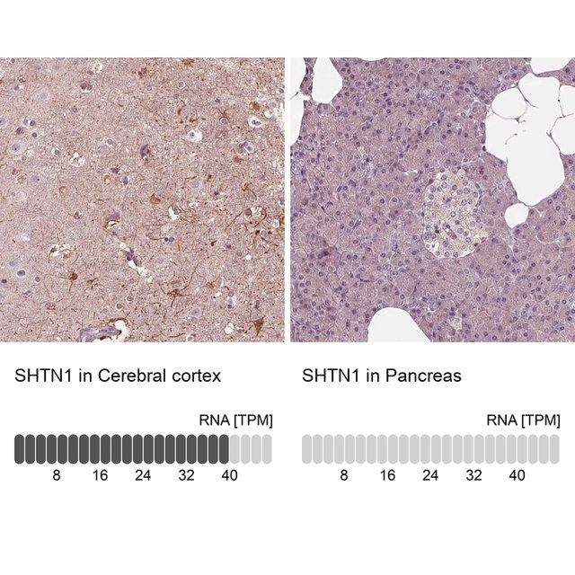 Anti-SHTN1 antibody produced in rabbit