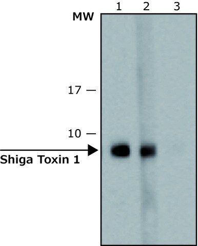 Anti-Shiga Toxin 1, B Subunit (STxB) antibody, Mouse monoclonal