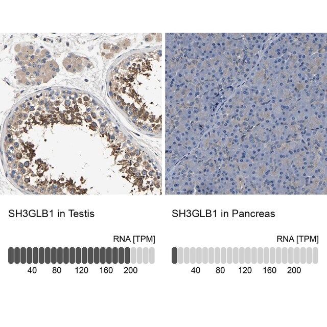 Anti-SH3GLB1 antibody produced in rabbit