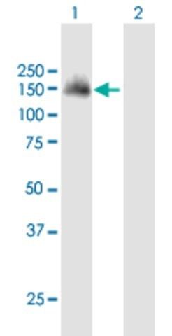 Anti-SH3PXD2A antibody produced in mouse