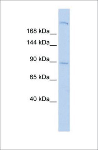 Anti-SHROOM2 antibody produced in rabbit