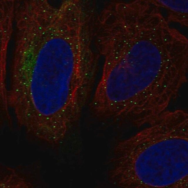 Anti-SH3RF1 antibody produced in rabbit