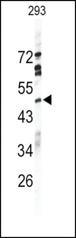 Anti-SIGLEC7 (D-siglec) (C-term G391) antibody produced in rabbit