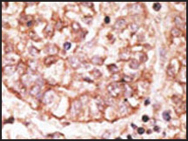 Anti-SIGLEC1 (N-term) antibody produced in rabbit